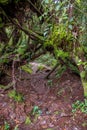 Hiking path wild muddy and wet through mossy rain forest