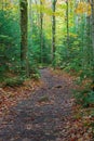 Hiking Path through the Woods