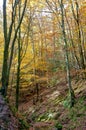 Hiking Path woods autumn, Ardens, Wallonia, Belgium Royalty Free Stock Photo