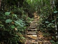 Hiking pathway in preserve jungle in Asia Malaysia.