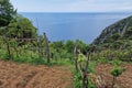 Hiking portofino san fruttuoso trail by the sea landscape vineyard