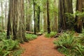 Hiking in Redwood national park