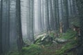 hiking rocky path trail in foggy misty woodland
