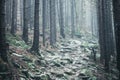 hiking rocky path trail in foggy misty woodland Royalty Free Stock Photo