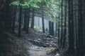 hiking rocky path trail in foggy misty woodland Royalty Free Stock Photo