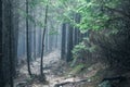 Hiking rocky path trail in foggy misty woodland Royalty Free Stock Photo