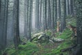 hiking rocky path trail in foggy misty woodland Royalty Free Stock Photo