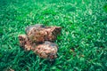 Hiking shoes There is a full mud floor. On the green grass Royalty Free Stock Photo