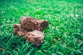 Hiking shoes There is a full mud floor. On the green grass Royalty Free Stock Photo