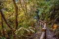 Hiking in the taiwanese jungle, natural beauty