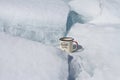 Hiking tourist metal aluminum mug on the shore of Lake Baikal between ice and snow.