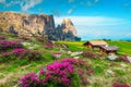 Hiking and touristic resort with pink rhododendron flowers, Dolomites, Italy Royalty Free Stock Photo