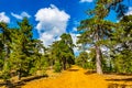 Hiking track at Troodos mountains on Cyprus Royalty Free Stock Photo