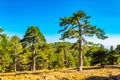 Hiking track at Troodos mountains on Cyprus Royalty Free Stock Photo
