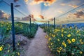 Hiking trail above Dana Point city view at sunset Royalty Free Stock Photo