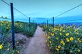 Hiking trail above Dana Point city view at sunset Royalty Free Stock Photo