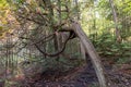 Hiking trail in the Algonquin provincial Park. Canada Royalty Free Stock Photo