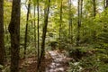 Hiking trail in the Algonquin provincial Park. Canada Royalty Free Stock Photo