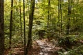 Hiking trail in the Algonquin provincial Park. Canada Royalty Free Stock Photo