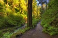 Hiking Trail along Balch Creek in Forest Park