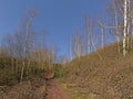 Path along bare birch trees on Terril de l`Heribus i Mons, Walloia