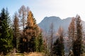 Sauris - Golden colored alpine meadows and forest in autumn. Scenic view of majestic mountains of Carnic Alps