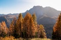 Sauris - Golden colored alpine meadows and forest in autumn. Scenic view of majestic mountains of Carnic Alps