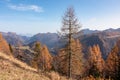 Sauris - Golden colored alpine meadows and forest in autumn. Scenic view of majestic mountains of Carnic Alps