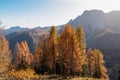 Sauris - Golden colored alpine meadows and forest in autumn. Scenic view of majestic mountains of Carnic Alps