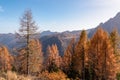 Sauris - Golden colored alpine meadows and forest in autumn. Scenic view of majestic mountains of Carnic Alps