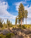 Hiking Trail Along Pine Trees in Shevlin Park in Bend Oregon During Winter Royalty Free Stock Photo