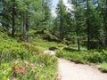 Hiking trail in Alpe Devero, Parco Naturale Veglia-Devero, Val d'Ossola, Italy. Royalty Free Stock Photo