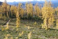 Hiking trail by alpine larches Royalty Free Stock Photo