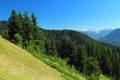 Alpine Meadows, Pacific Rainforest, and Snow-capped Mountains, Olympic National Park, Washington State, Pacific Northwest, USA Royalty Free Stock Photo