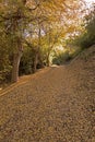 Hiking trail in autumn covered with fallen leaves Royalty Free Stock Photo