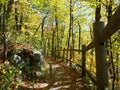 Hiking trail in autumn forest covered by fallen leaves Canada fall colours Royalty Free Stock Photo