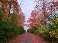 Hiking trail in autumn forest covered by fallen red leaves Canada fall colours Royalty Free Stock Photo