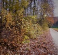 Autumn impressions from the edge of the forest with footpath Royalty Free Stock Photo