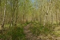 Hiking trail through ayoung birch forest in Gentbrugse Meersen nature reserve. Royalty Free Stock Photo