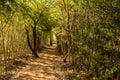 Hiking trail through bamboo grove Royalty Free Stock Photo