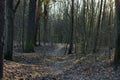 Hiking trail in the bare deciduous forest on an everlasting morning