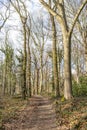 Hiking trail between bare trees in a Dutch nature reserve