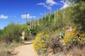 Hiking Trail in Bear Canyon in Tucson, AZ