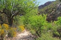 Hiking Trail in Bear Canyon in Tucson, AZ Royalty Free Stock Photo