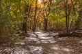 A hiking trail in a beautiful autumn forest, partially covered in fallen leaves Royalty Free Stock Photo