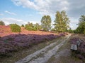 Hiking trail and bench at the landscape of Lueneburg Heath, Lower Saxony, Germany