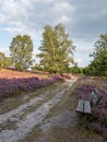 Hiking trail and bench at the landscape of Lueneburg Heath, Lower Saxony, Germany