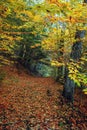 Hiking trail in Berkshires, Massachusetts USA Autumn