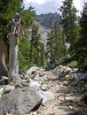 Hiking trail among Bristlecone Pines in the Great Basin National Park, Nevada