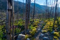 A hiking trail through burned trees in the Custer National Forest, Montana, USA